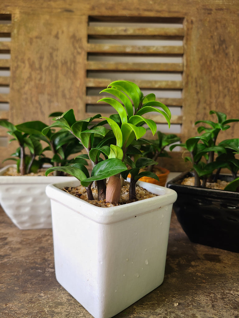 dwarf pot plants Dwarf ZZ Plant in Ceramic Pots – Plants & Plants Supercentre