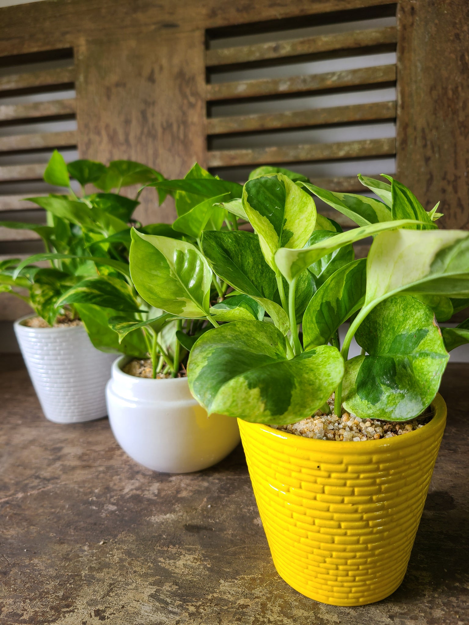 pothos in ceramic pot Golden Pothos Plant in Ceramic Pots – Plants & Plants Supercentre