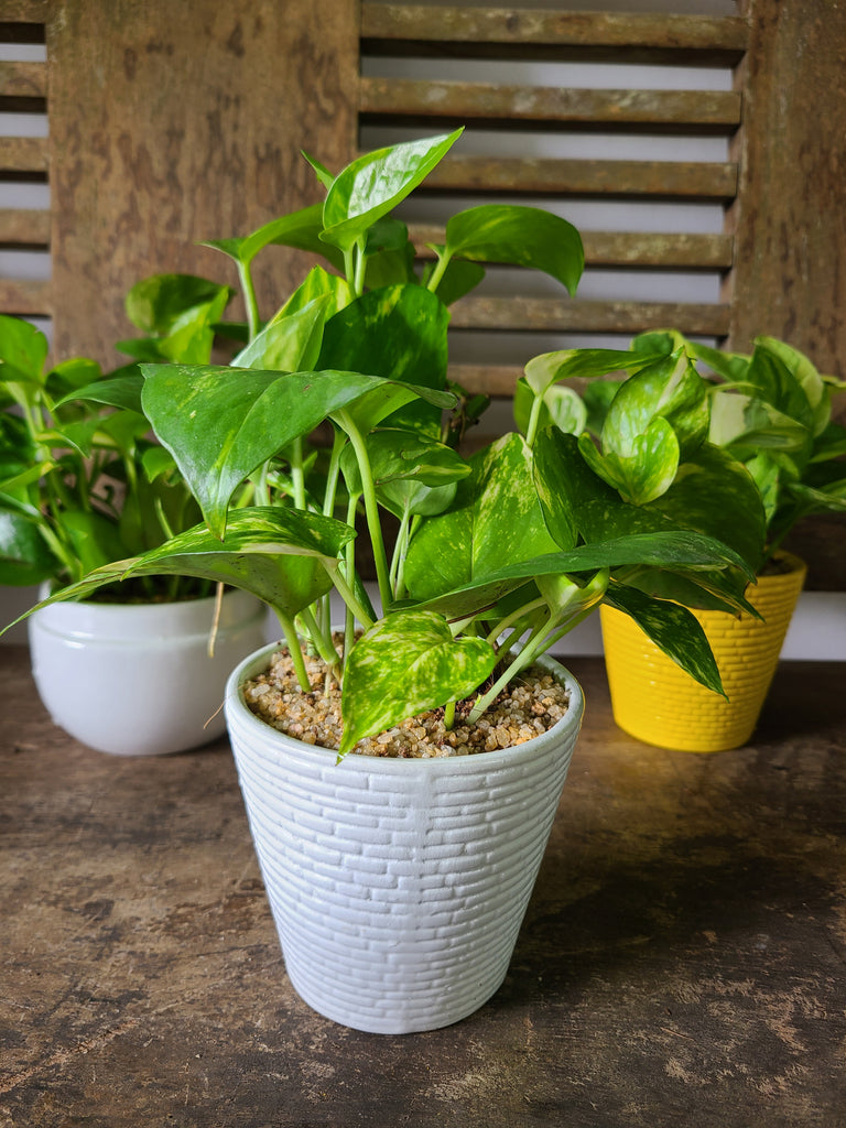 pots for golden pothos Golden Pothos Plant in Ceramic Pots – Plants & Plants Supercentre