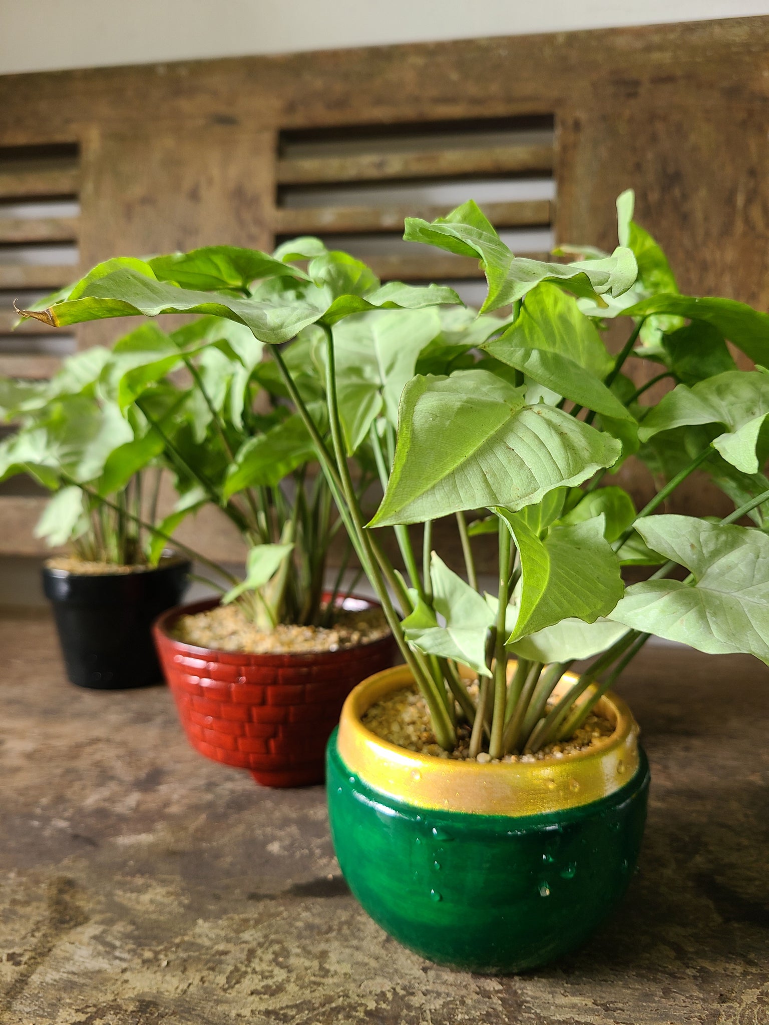 Syngonium White ( Table pot )