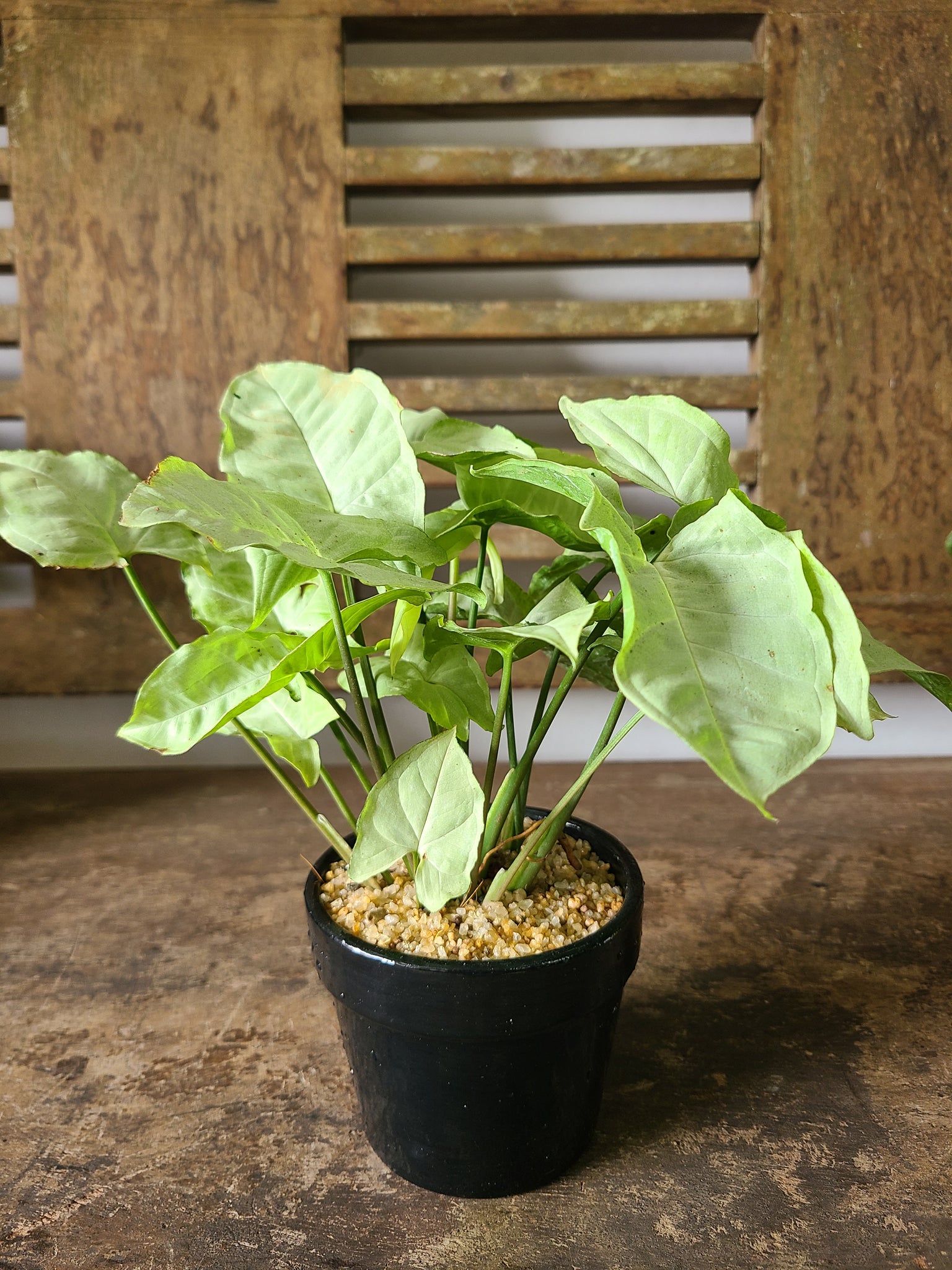 Syngonium White ( Table pot )