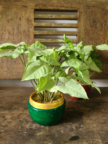 Syngonium White ( Table pot )