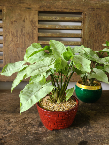 Syngonium White ( Table pot )