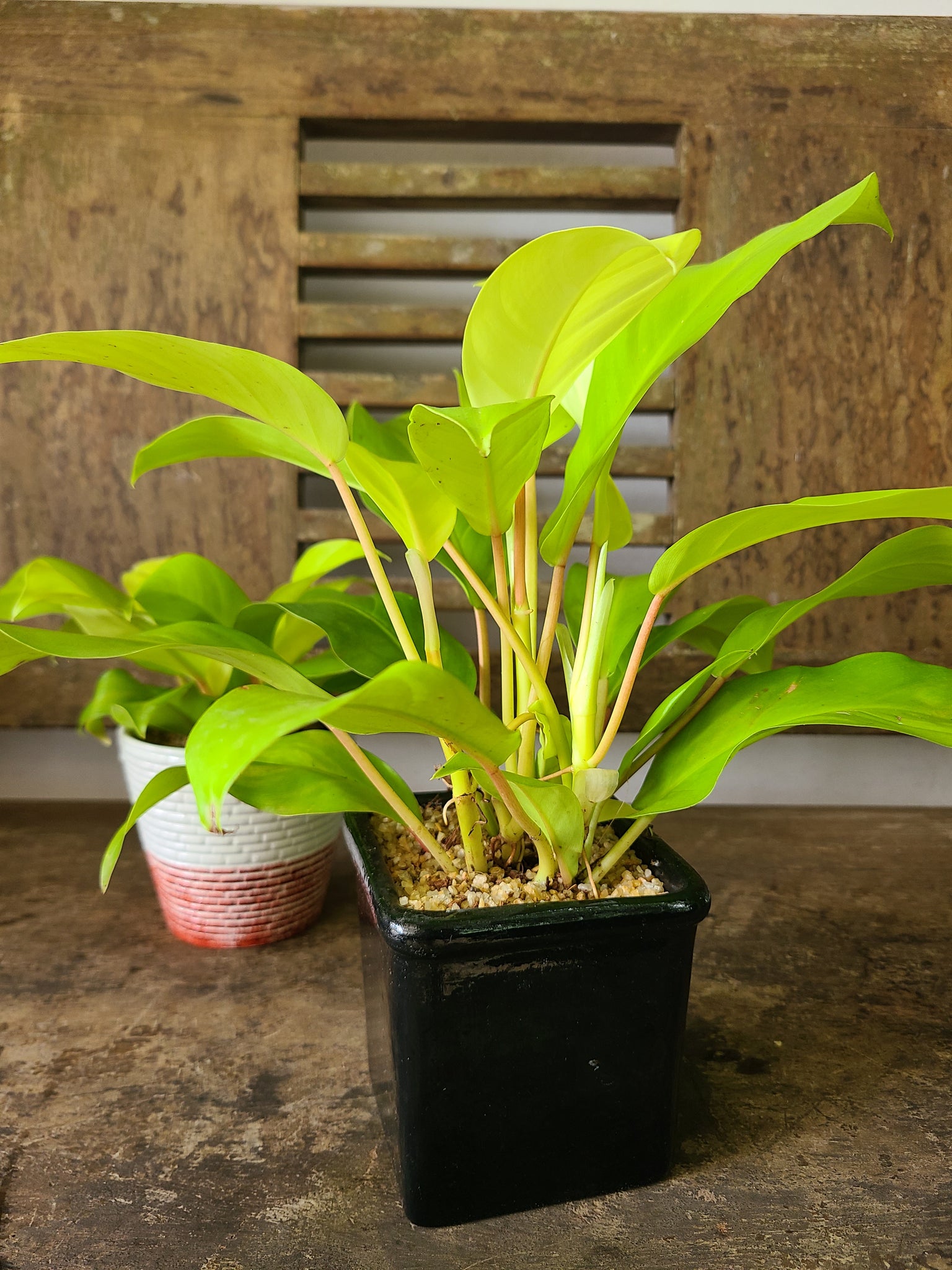 golden ceylon philodendron Philodendron Ceylon Golden Plant in Ceramic Pots – Plants & Plants Supercentre
