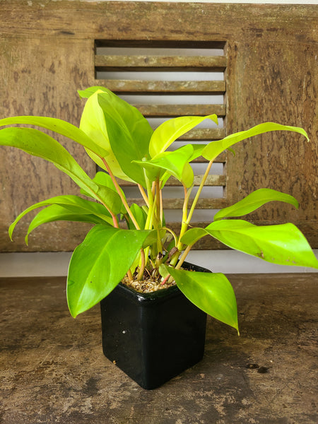 Philodendron Ceylon Golden ( Table pot )