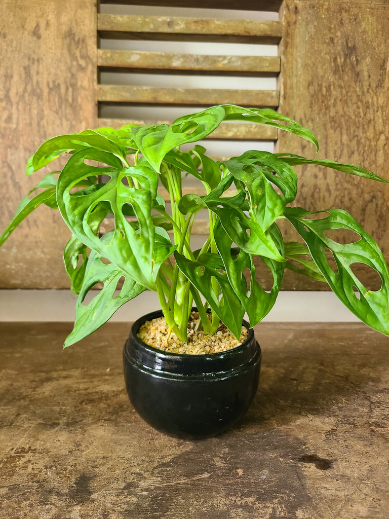 how to pot monstera adansonii Monstera Adansonii Plant in a Black Ceramic Pot – Plants & Plants Supercentre