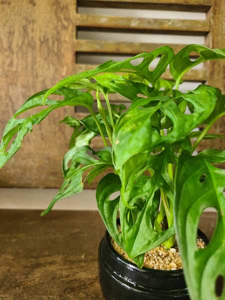 Monstera Adansonii (Swiss Cheese Plant) table pot