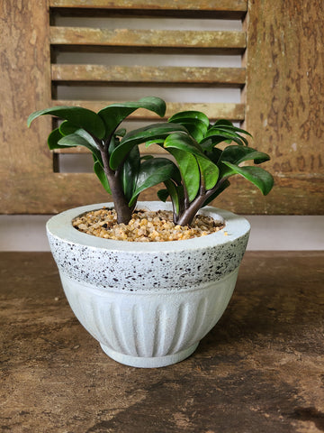 ZZ plant dwarf Cement pot ( Table pot )