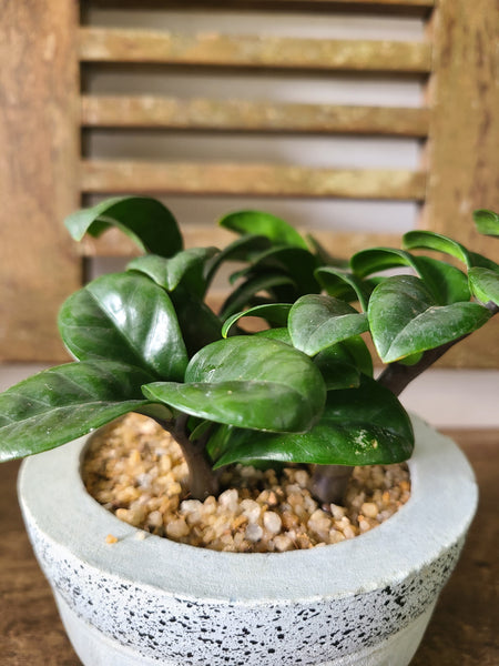 ZZ plant dwarf Cement pot ( Table pot )