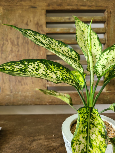 Aglaonema Snow White ( Table pot )