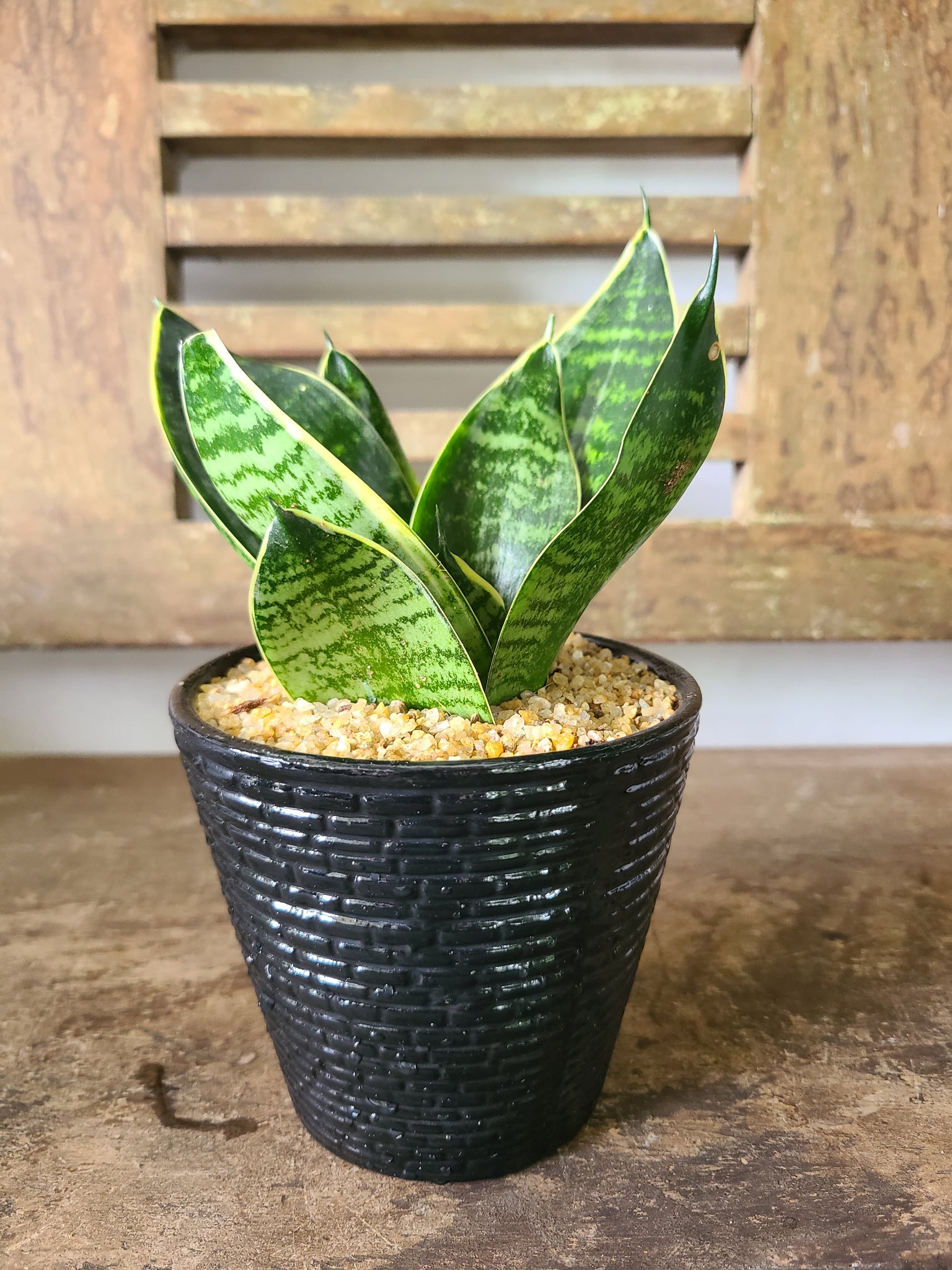 dwarf laurentii snake plant Sansevieria Trifasciata Dwarf Laurentii Plant in a Black Ceramic Pot – Plants & Plants Supercentre