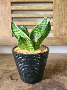 is there such thing as dwarf snake plant Sansevieria Trifasciata Dwarf Laurentii Plant in a Black Ceramic Pot – Plants & Plants Supercentre