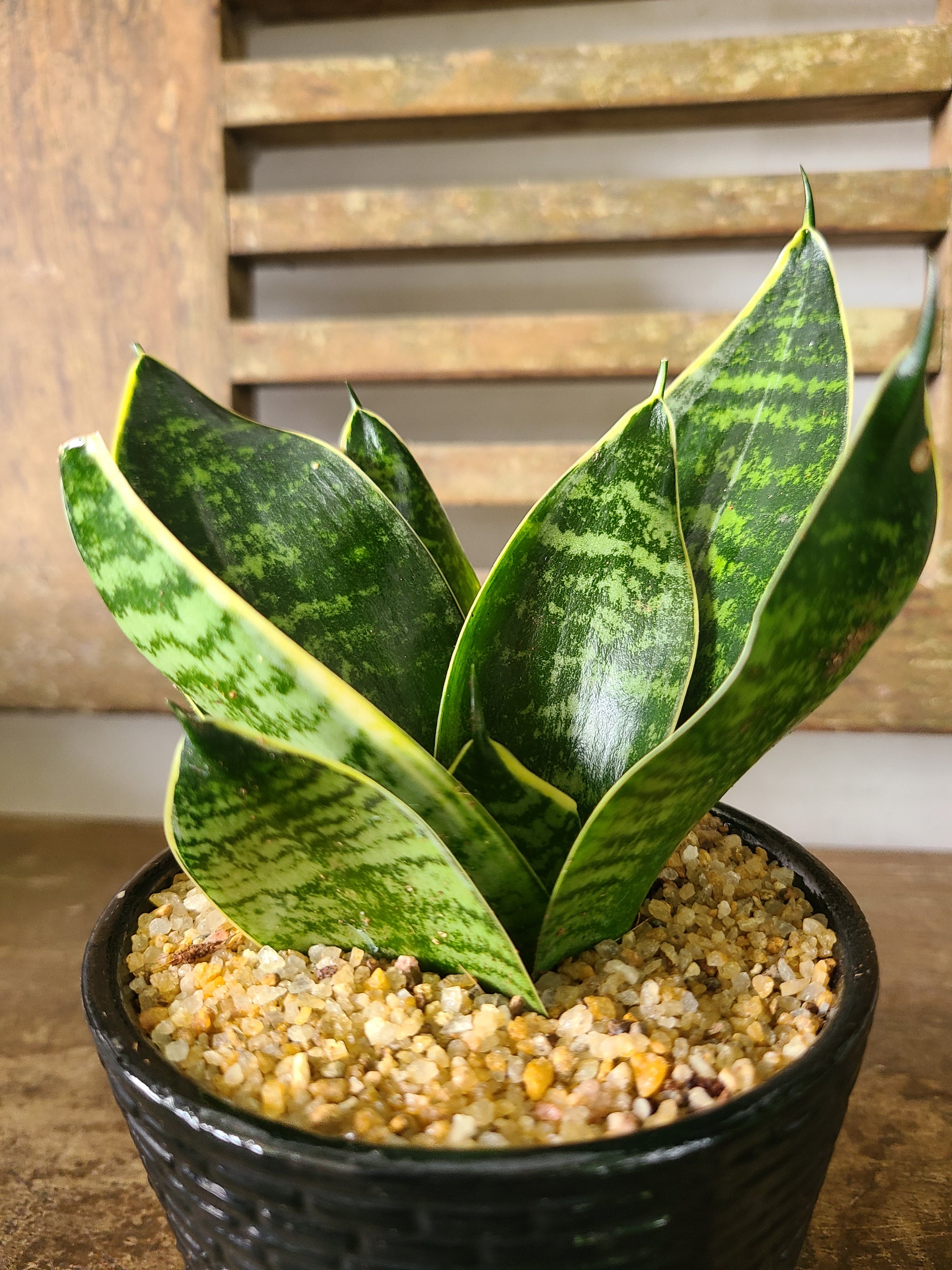 dwarf sansevieria snake plant Sansevieria Trifasciata Dwarf Laurentii Plant in a Black Ceramic Pot –  Plants & Plants Supercentre
