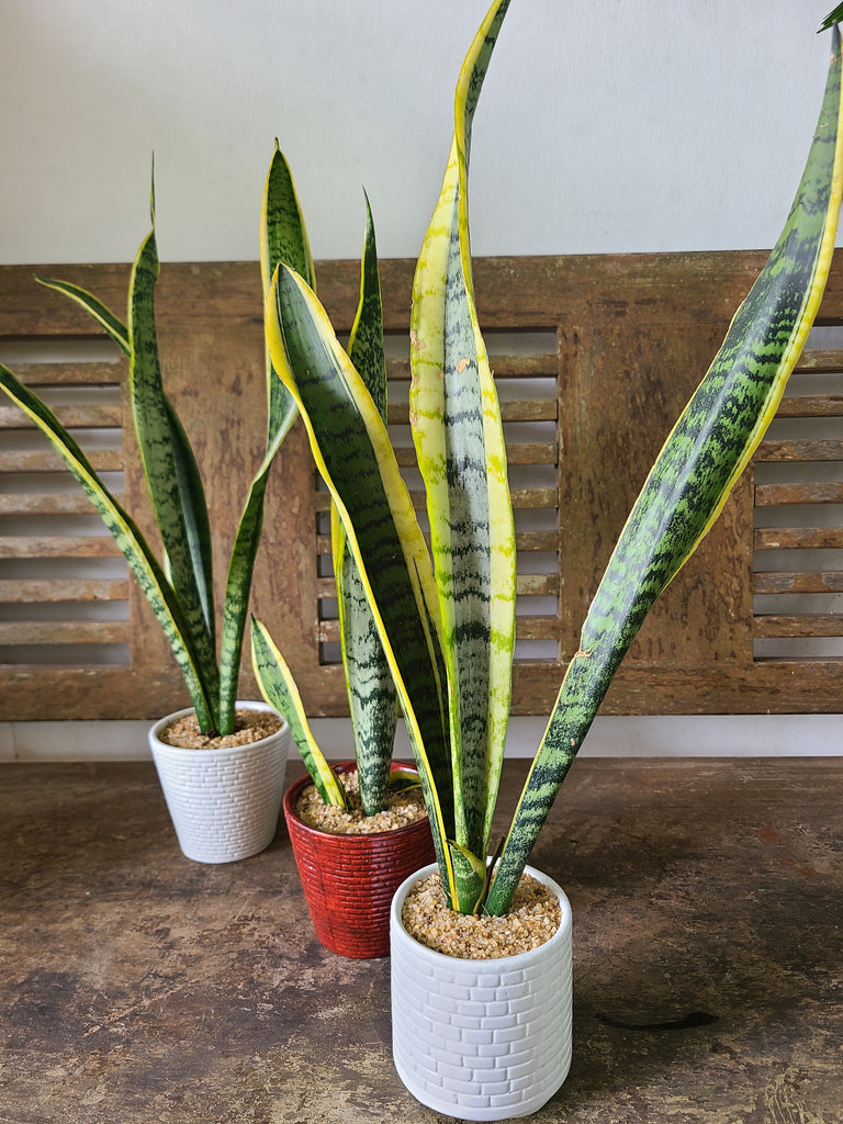 snake plant in ceramic pot Sansevieria Laurentii Plant in Ceramic Pots – Plants & Plants Supercentre