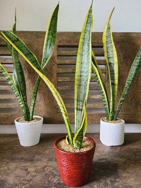 Sansevieria Laurentii ( Snake plant ) Table pot