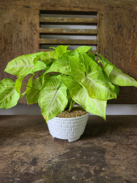 Syngonium Neon Plant ( Table pot )