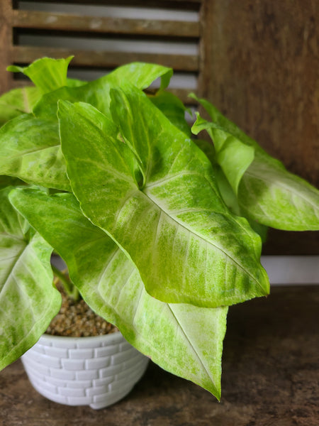 Syngonium Neon Plant ( Table pot )