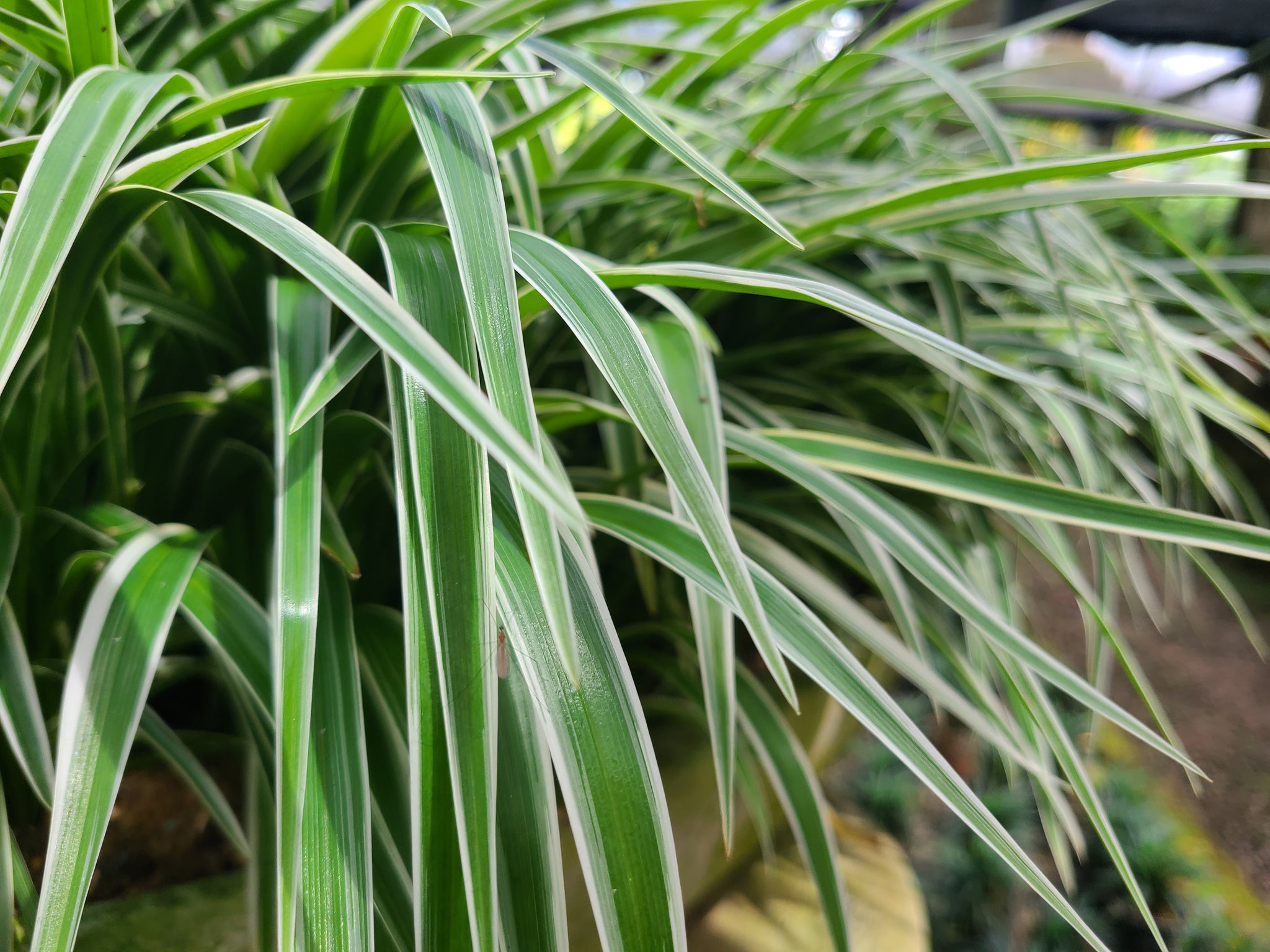 chlorophytum variegated Chlorophytum Variegated Plant in Plastic Pot – Plants & Plants Supercentre
