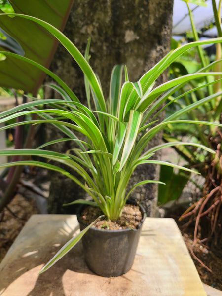 Chlorophytum Variegated Plant in Poly Bags : 6 to 8 Inches (Plant Spread)