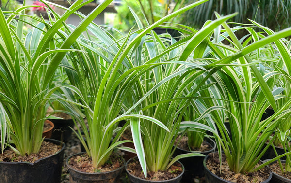 Chlorophytum Variegated Plant in Poly Bags : 6 to 8 Inches (Plant Spread)