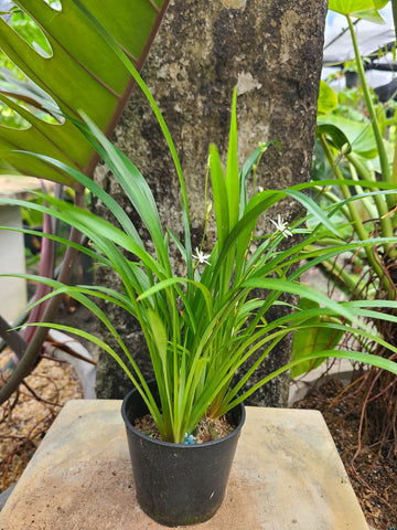 Chlorophytum Green Plant in Poly Bags : 6 to 8 Inches (Plant Spread)