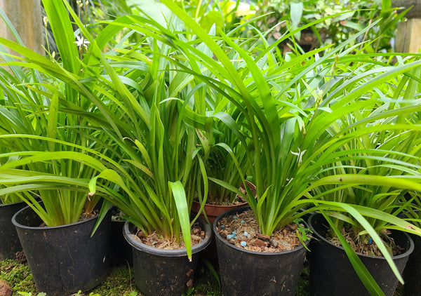 Chlorophytum Green Plant in Poly Bags : 6 to 8 Inches (Plant Spread)