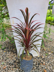 Cordyline 'Americana' (Red) Plant in Poly Bags : 10 to 12 Inches (Plant Height)