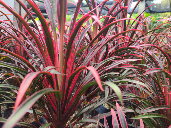 Cordyline 'Americana' (Red) Plant in Poly Bags : 10 to 12 Inches (Plant Height)