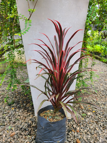 Cordyline 'Americana' (Red) Plant in Poly Bags : 1 feet (Plant Height)