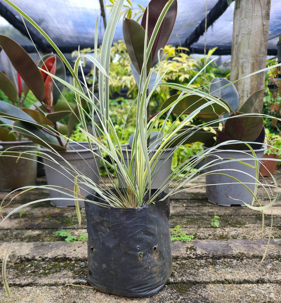 Ribbon Grass (White) Plant in Poly Bag : 12 to 18 Inches (plant Spread)