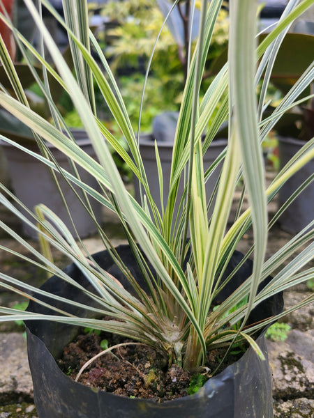 Ribbon Grass (White) Plant in Poly Bag : 12 to 18 Inches (plant Spread)