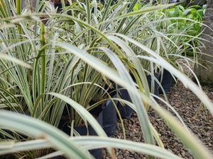 Ribbon Grass (White) Plant in Poly Bag : 12 to 18 Inches (plant Spread)