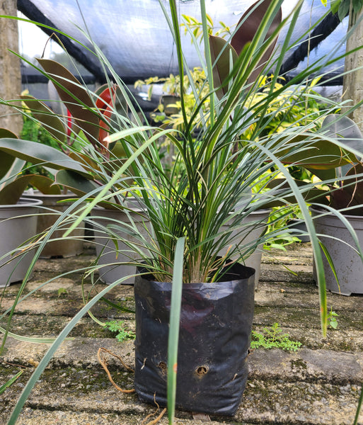 Ribbon Grass (Green) Plant in Poly Bag : 12 to 18 Inches (plant Spread)