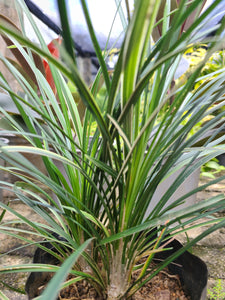 Ribbon Grass (Green) Plant in Poly Bag