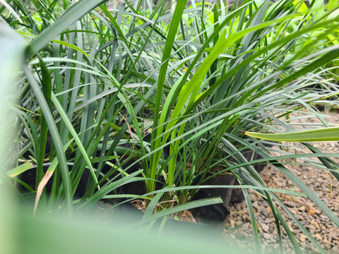 Ribbon Grass (Green) Plant in Poly Bag : 12 to 18 Inches (plant Spread)