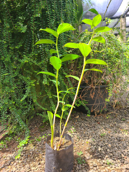 Costus woodsonii (Mal Thebu) Plant in Poly Bag : 12 to 18 Inches (Plant Height)