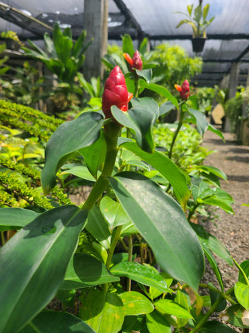 Costus woodsonii (Mal Thebu) Plant in Poly Bag : 12 to 18 Inches (Plant Height)