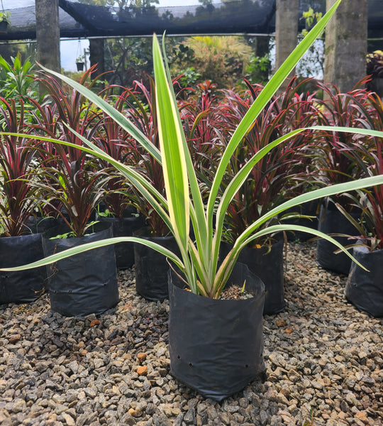 Dianella Caerulea White Stripe Plant in Poly Bags : 15 to 20 Inches (Plant Spread)