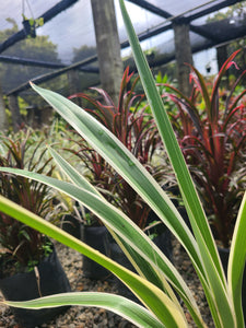 Dianella Caerulea White Stripe Plant in Poly Bags : 15 to 20 Inches (Plant Spread)