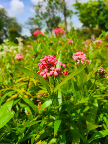 Asclepias incarnata  Plants in Poly Bags : 8 to 12 Inches (Plant Height)