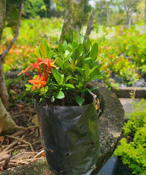 Ixora Red