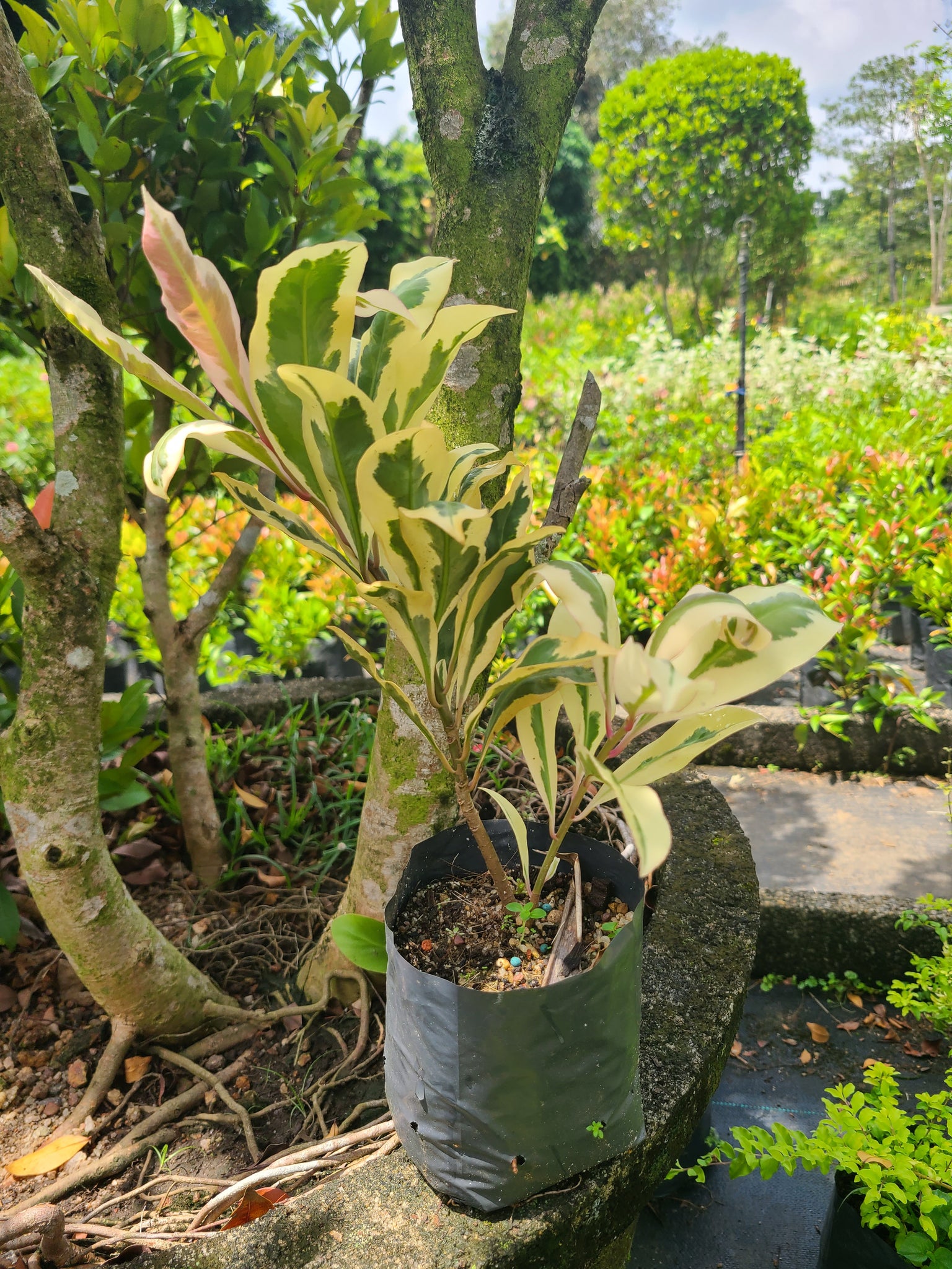 Baludan variegated plant