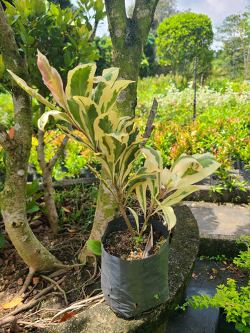 Baludan variegated plant