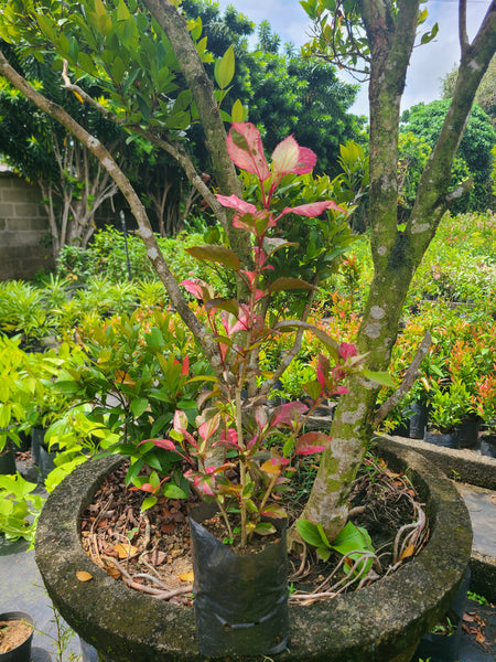 Hibiscus Red Plant In Poly Bags