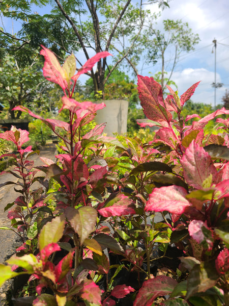 Hibiscus Red Plant In Poly Bags