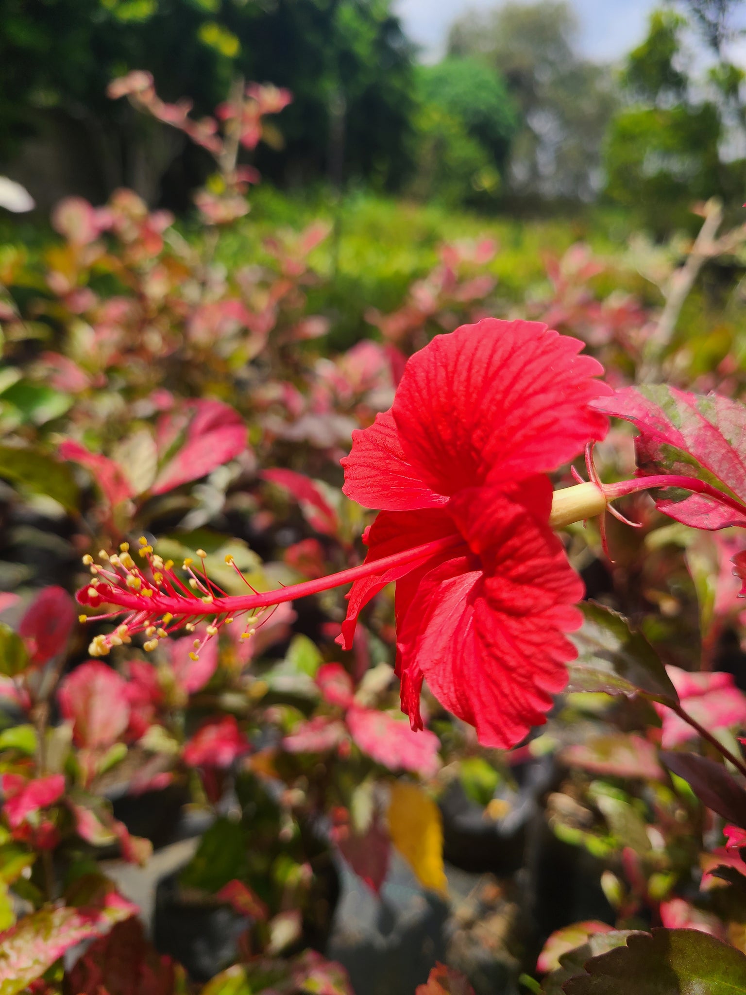 Hibiscus Red Plant In Poly Bags