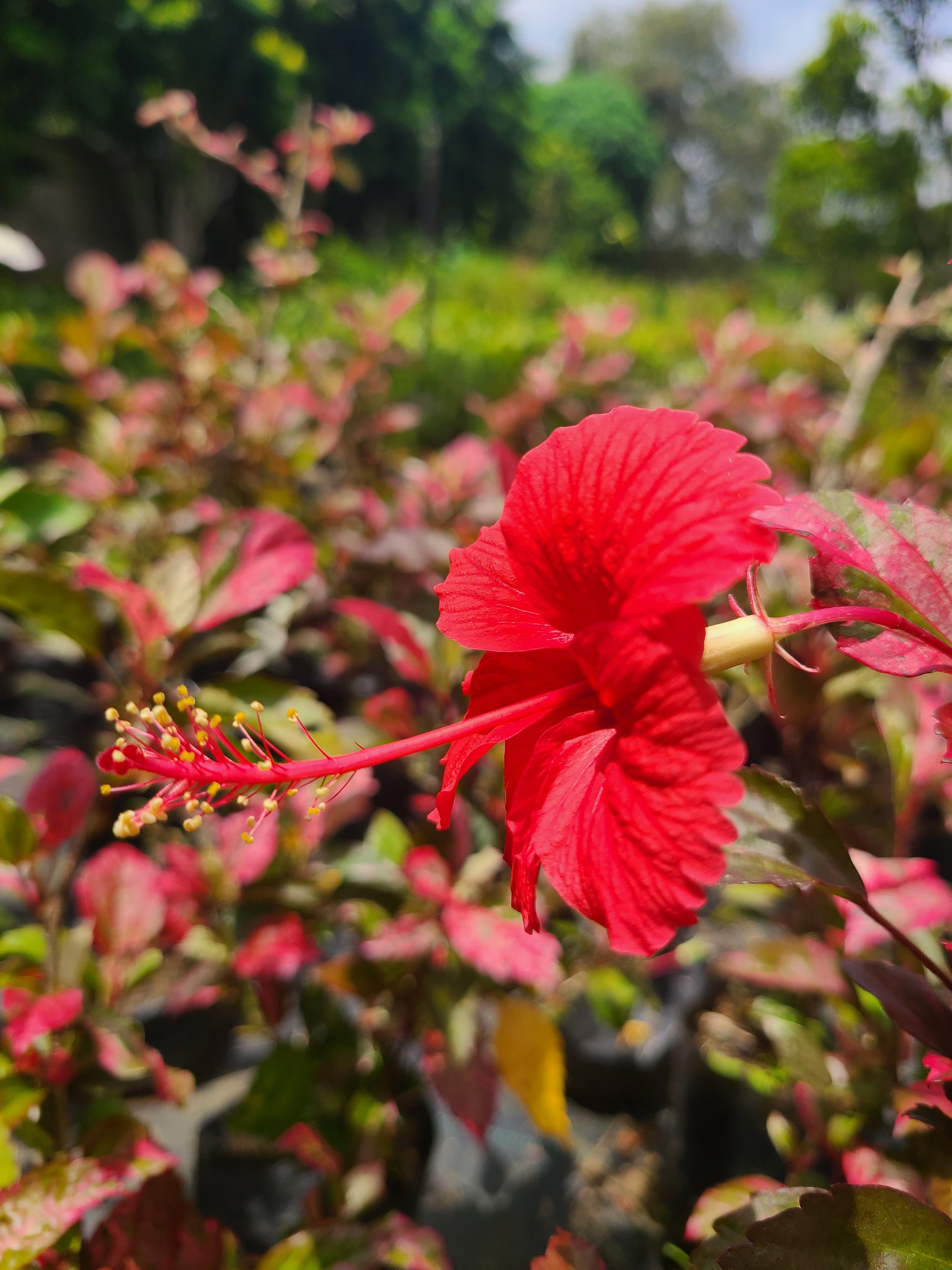 Hibiscus White Leaves Plant in 8cm Poly Bag – Plants & Plants Supercentre