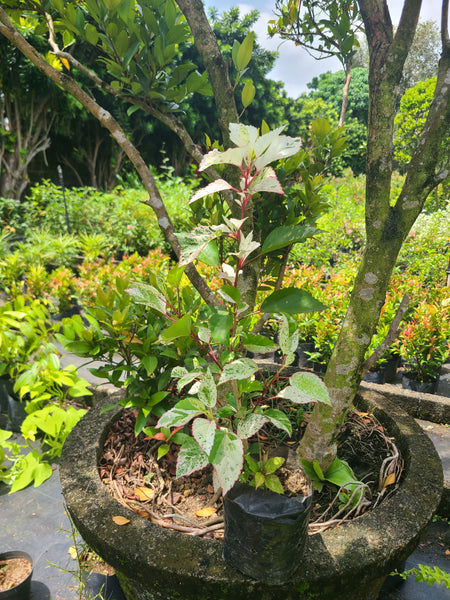 Hibiscus White leaves Plant