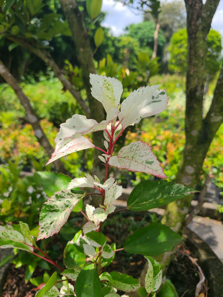 Hibiscus White leaves Plant