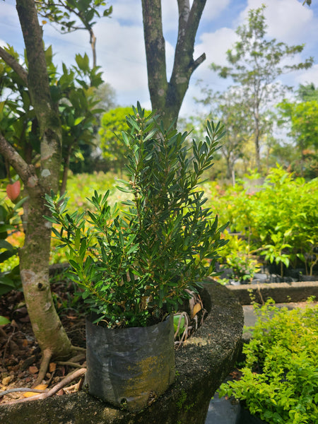 Boxwood plant in poly bag